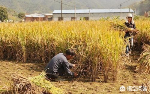 今日特码科普！村庄给村民分120万,百科词条爱好_2024最快更新